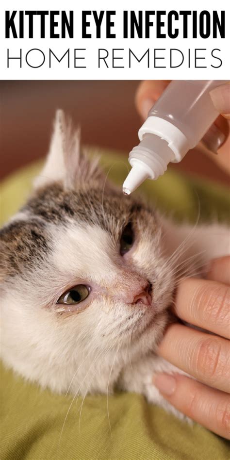 types of cat eye|kitten eye problems home remedy.